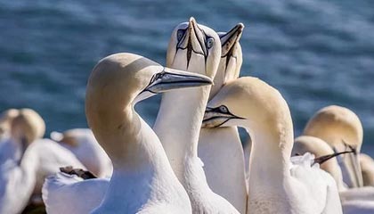 世界杯客户端升级说明-克罗地亚防疫有如儿戏 新冠阳性也能踢半场比赛