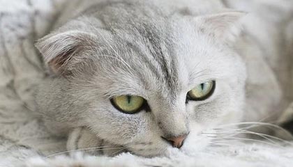 世界杯客户端升级说明-克罗地亚防疫有如儿戏 新冠阳性也能踢半场比赛